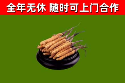 长子回收散虫草