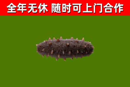 长子回收海参干
